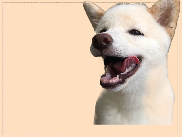 ペットOK